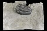 Bargian, Prone Eldredgeops Trilobite Fossil - New York #138818-1